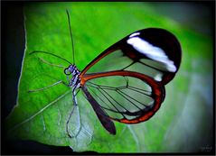 dieser „glasswing butterfly"