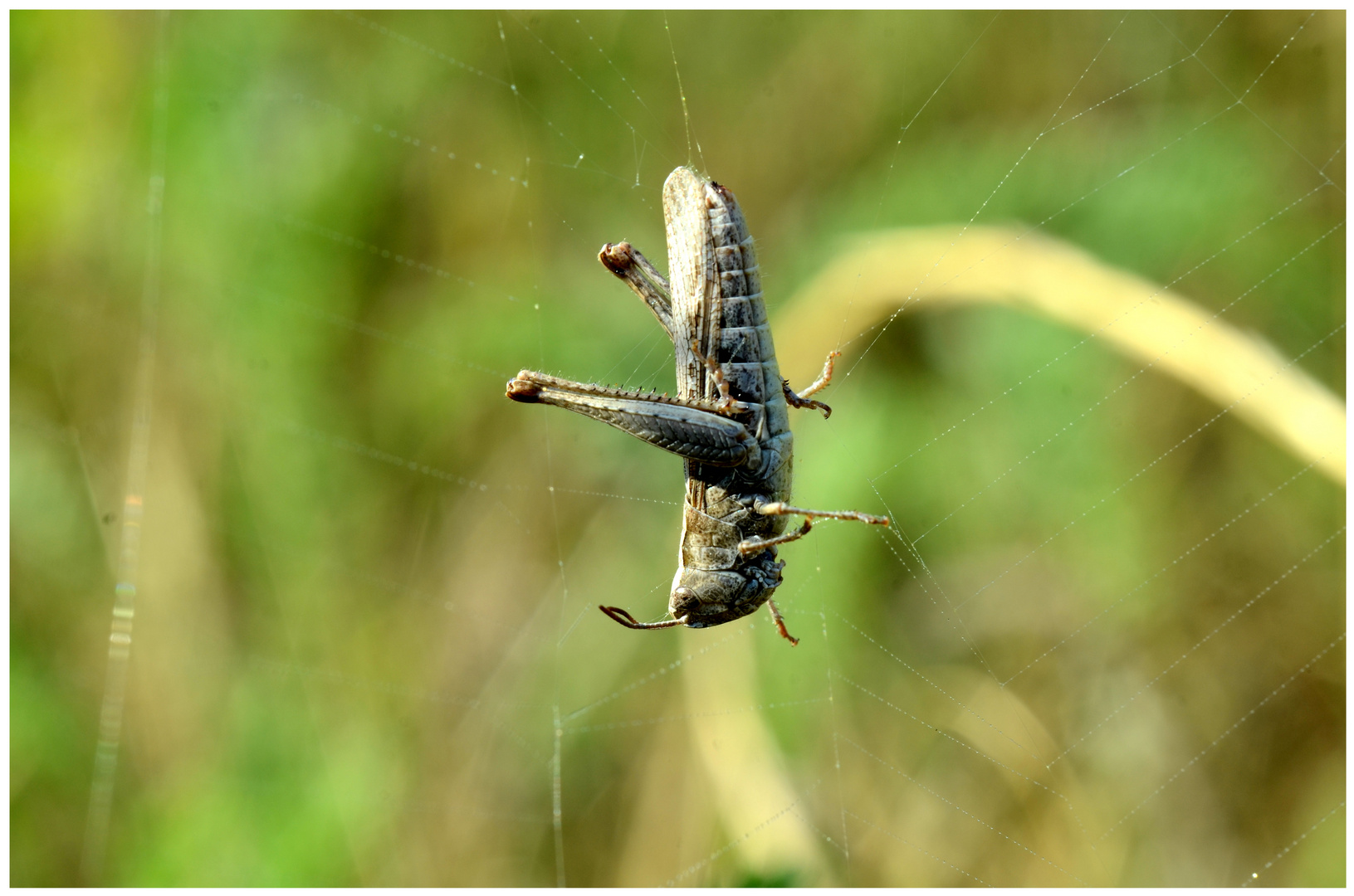 dieser Grashüpfer hatte Pech, jetzt hängt er im Spinnennetz