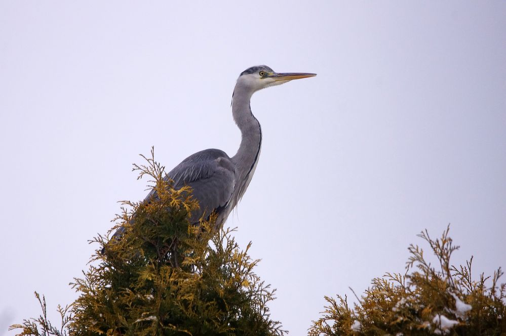 Dieser Graureiher... Foto & Bild teich, natur, vogel Bilder auf