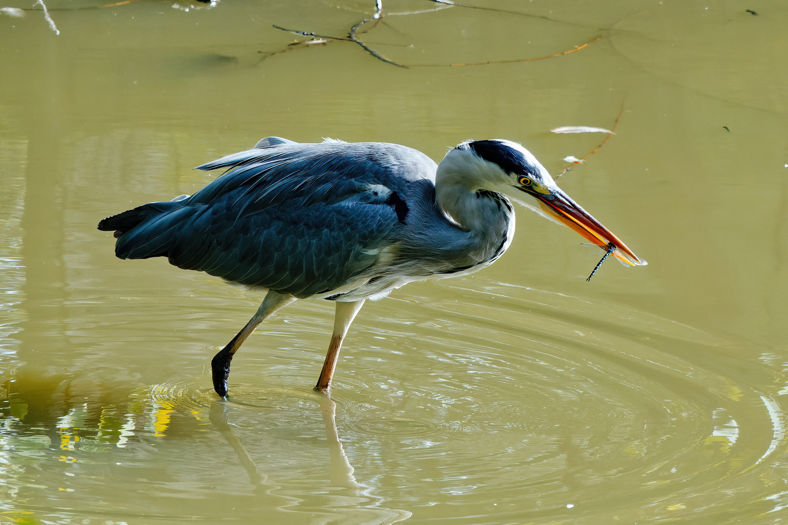 Dieser Graureiher im Mosburgweiher war ziemlich geschickt …