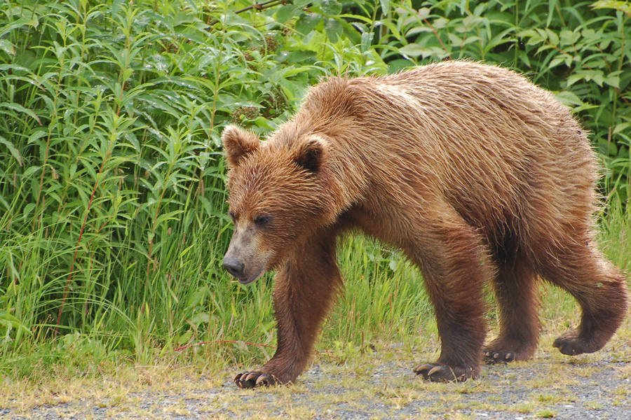 Dieser Grizzlybär - Brown Bear (Ursus arctos)...