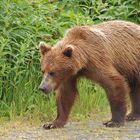 Dieser Grizzlybär - Brown Bear (Ursus arctos)...