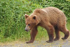 Dieser Grizzlybär - Brown Bear (Ursus arctos)...