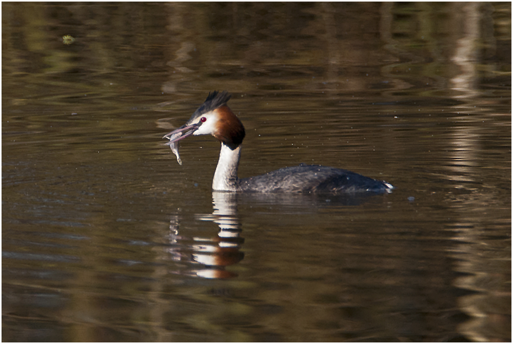 Dieser Haubentaucher (Podiceps cristatus) war . . .