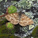 Dieser Heidespanner (Ematurga atomaria) liebt es romantisch! * - Il s'est cherché un coin idyllique!