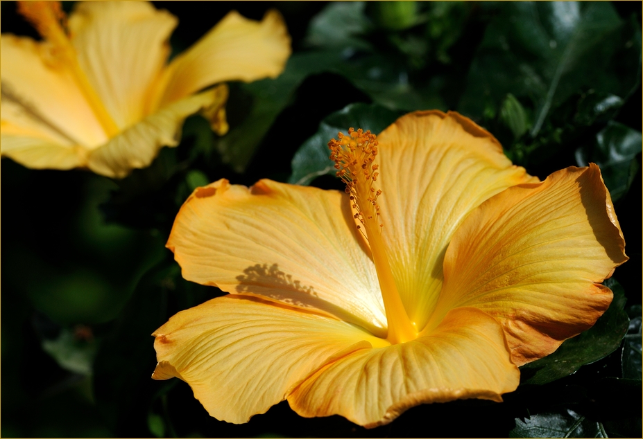 Dieser Hibiscus