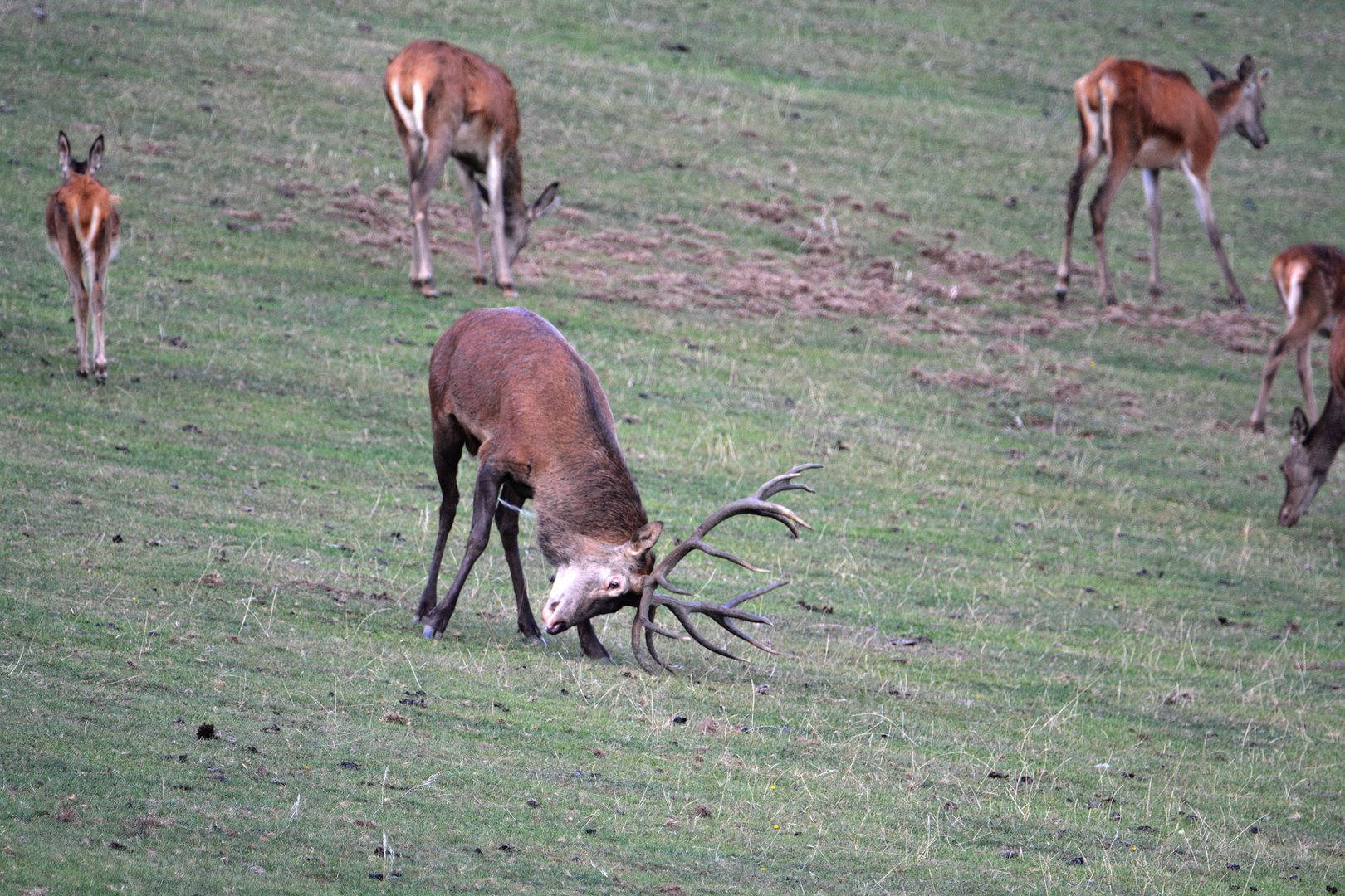 Dieser Hirsch ist schon sehr erregt