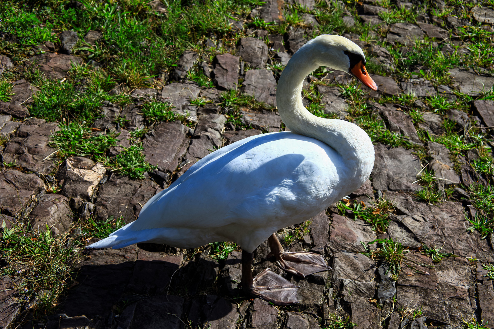 Dieser hübsche Schwan.....