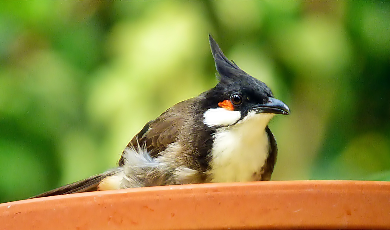 Dieser hübsche Vogel . . .