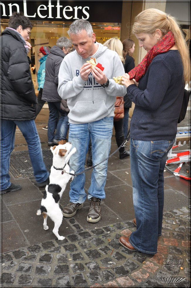 Dieser Hund hatte auch Hunger