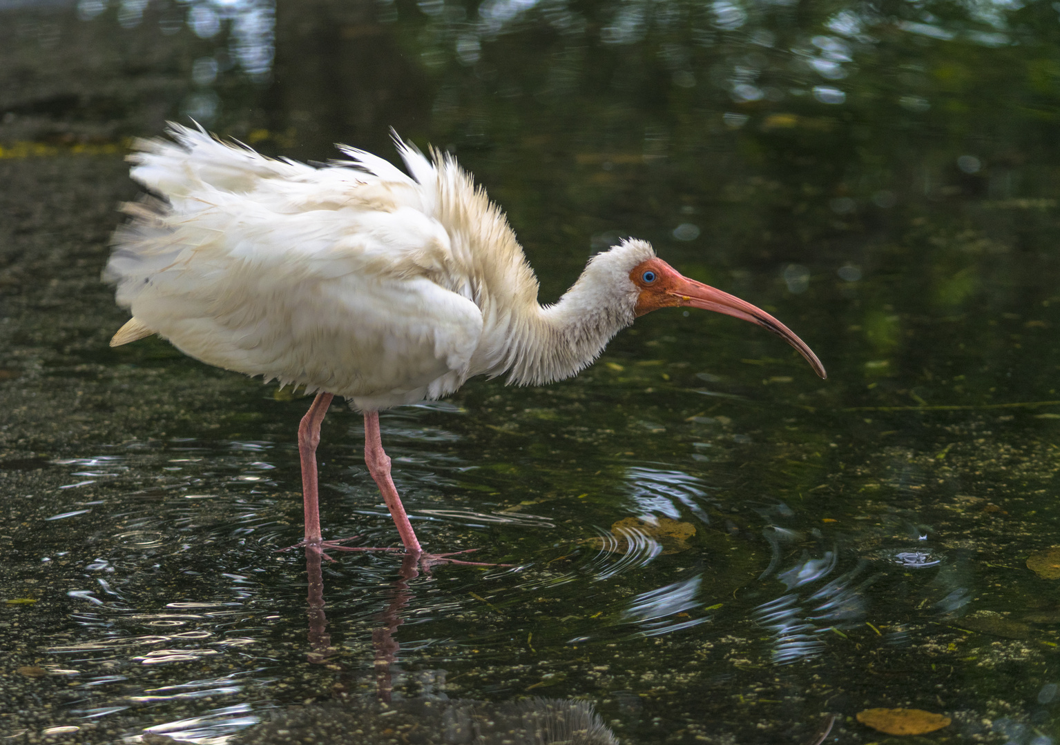 Dieser Ibis...