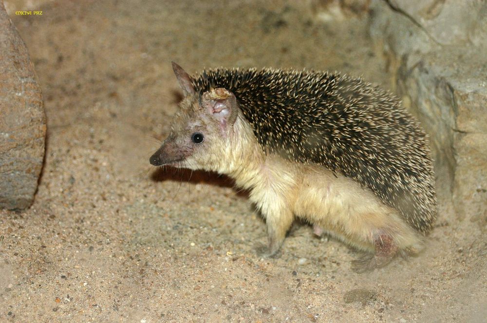 dieser Igel sucht sich grad ein Winterqurtier in meinem Garten