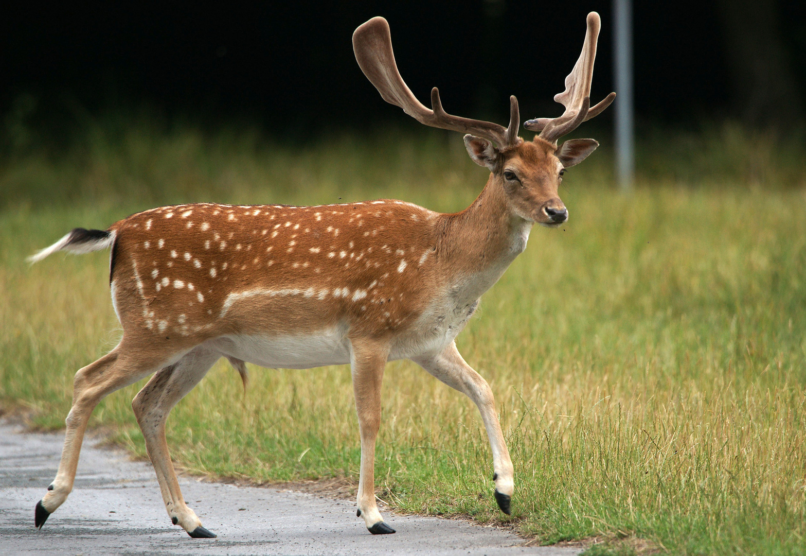 Dieser junge Damhirsch...