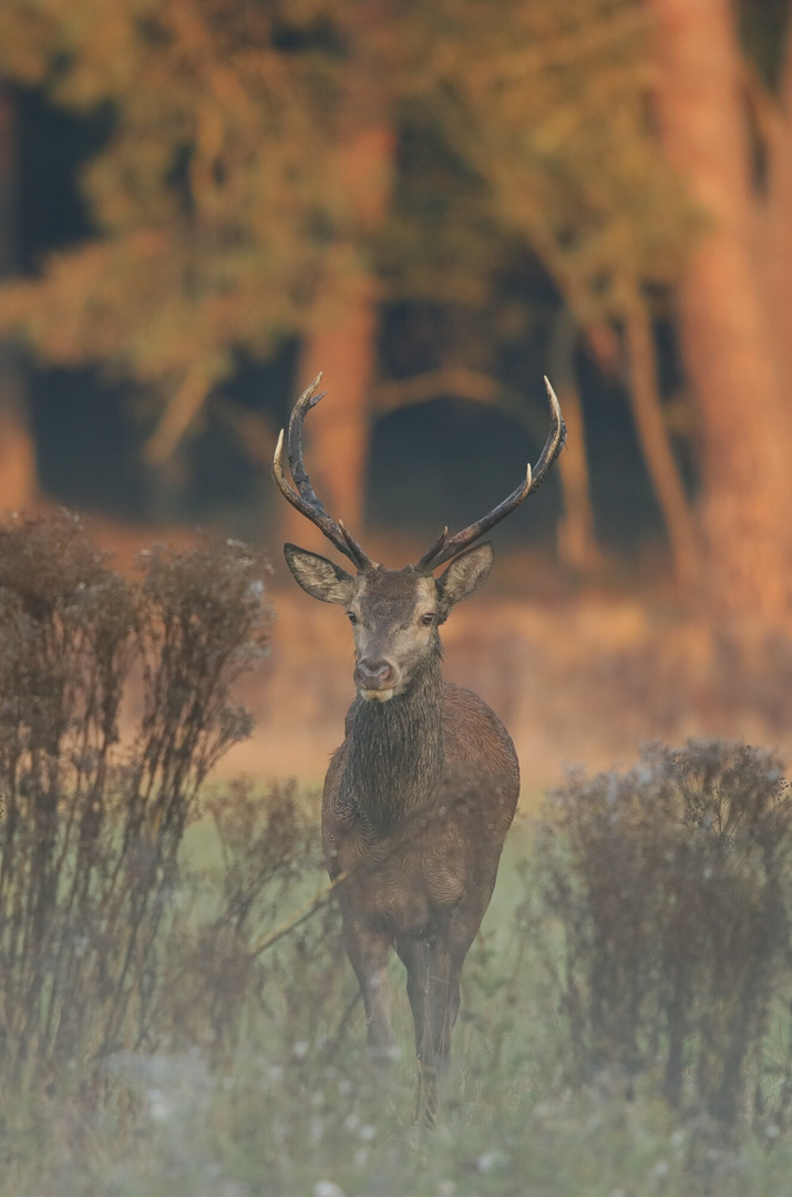 Dieser junge Hirsch.. 