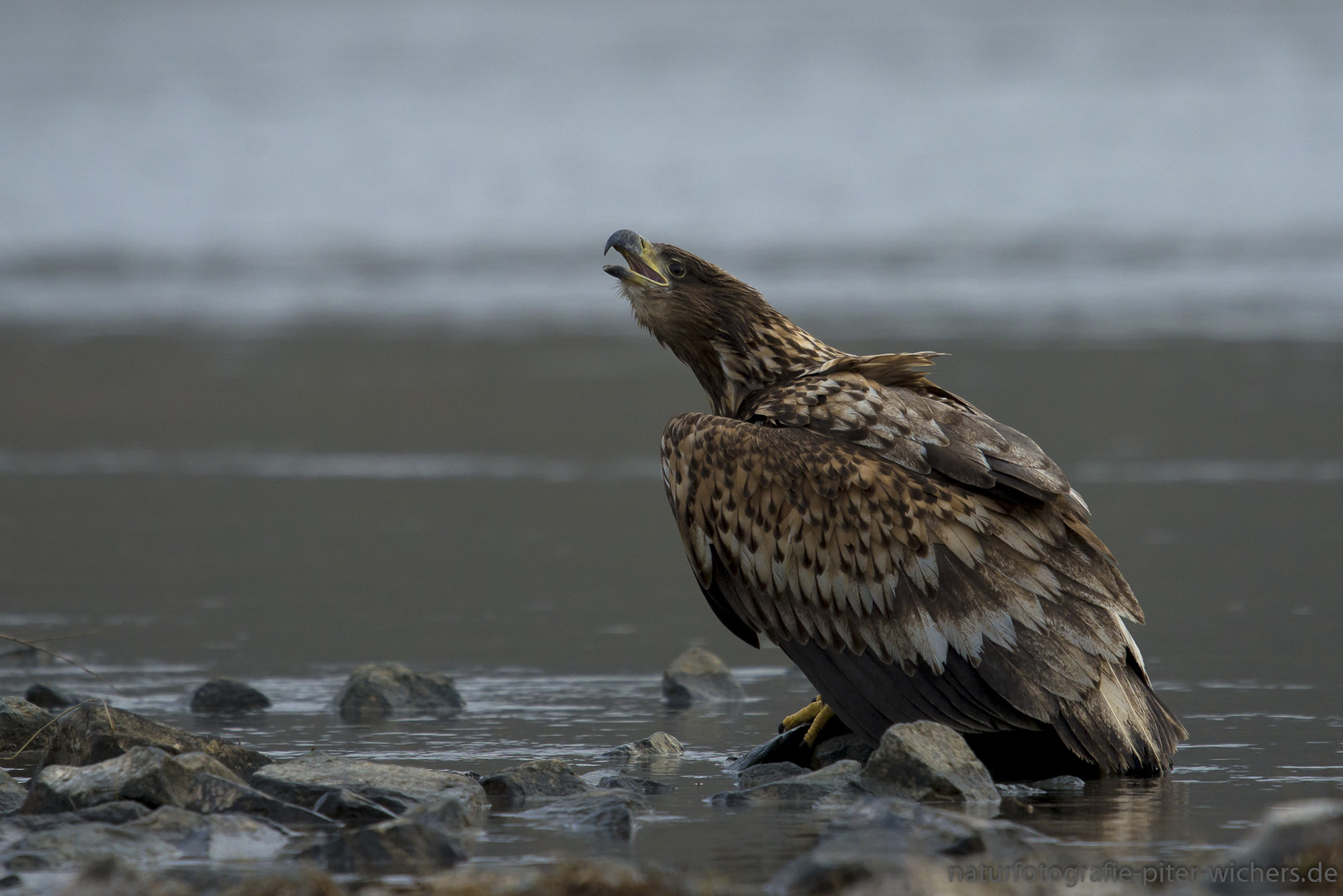 Dieser junge Seeadler an der Elbe..