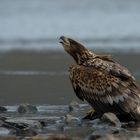 Dieser junge Seeadler an der Elbe..