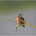 Dieser junger Eisvogel