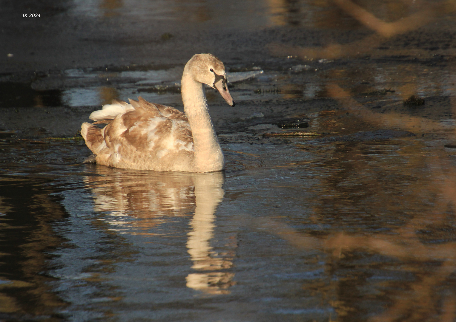 Dieser Jungschwan......