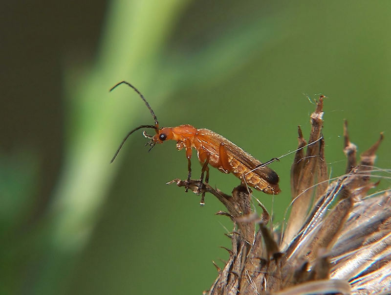 Dieser Käfer scheint die Aussicht auf sein Reich zu geniessen