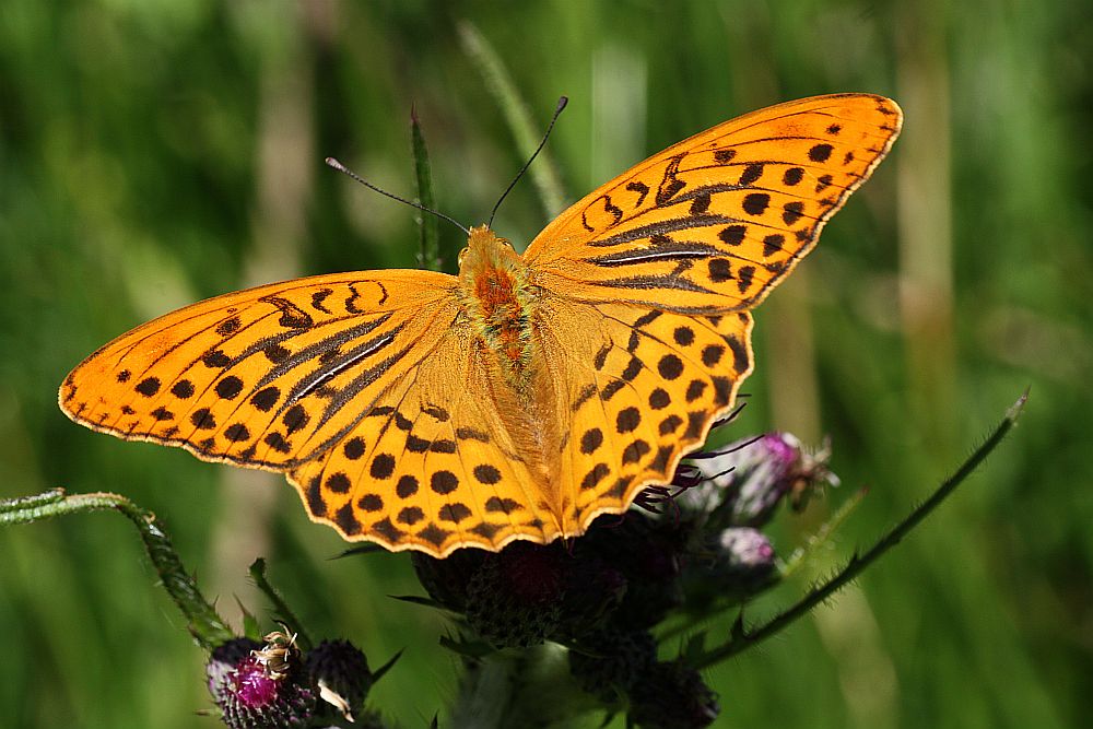 Dieser Kaisermantel (Argynnis paphia)...