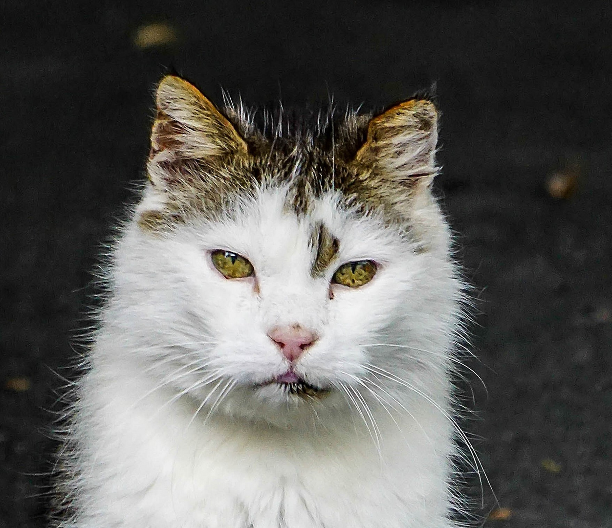 Dieser Kater Foto & Bild katzen, tiere, haustiere Bilder auf Dieser Kater Foto & Bild katzen, tiere, haustiere Bilder auf