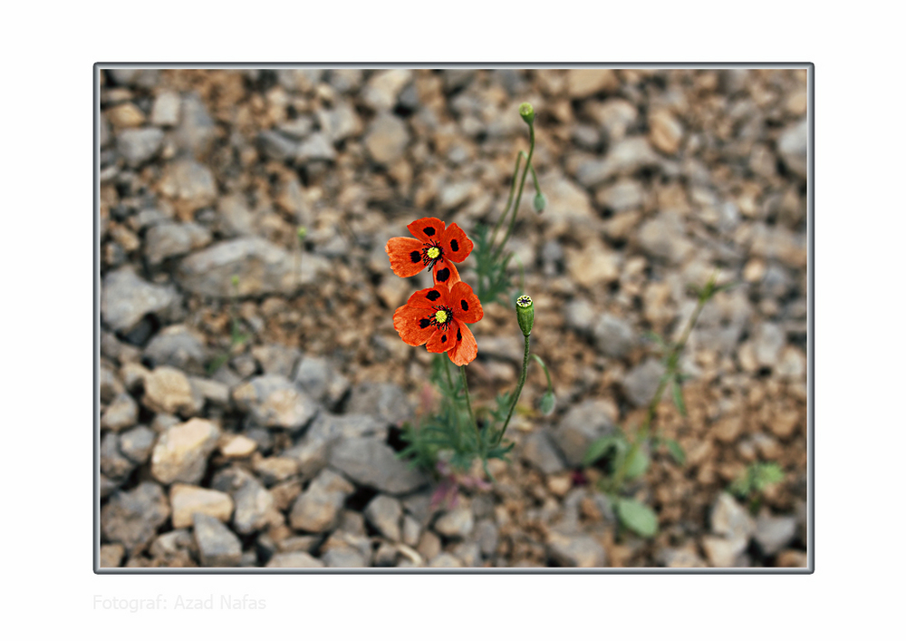 Dieser Klatschmohn erzählte eine Geschichte