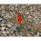 Dieser Klatschmohn erzählte eine Geschichte