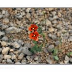 Dieser Klatschmohn erzählte eine Geschichte