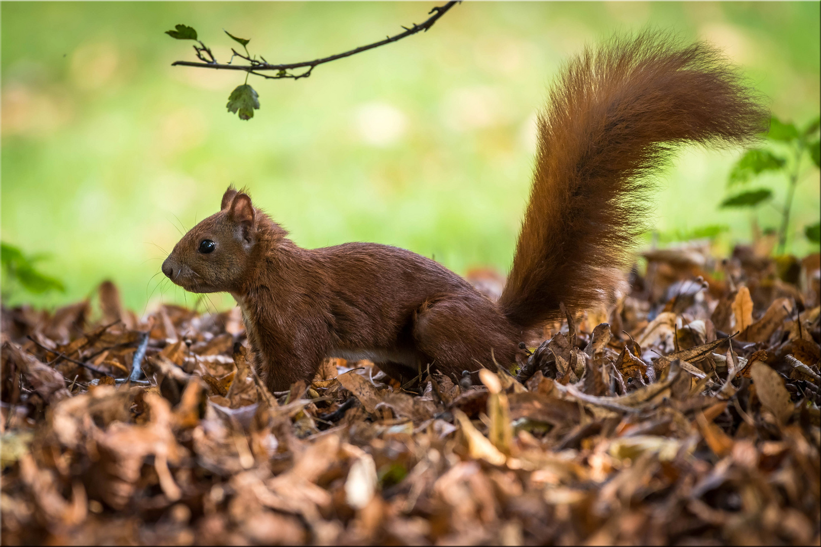 Dieser kleine... Foto & Bild | eichhörnchen, hamburg, natur Bilder auf