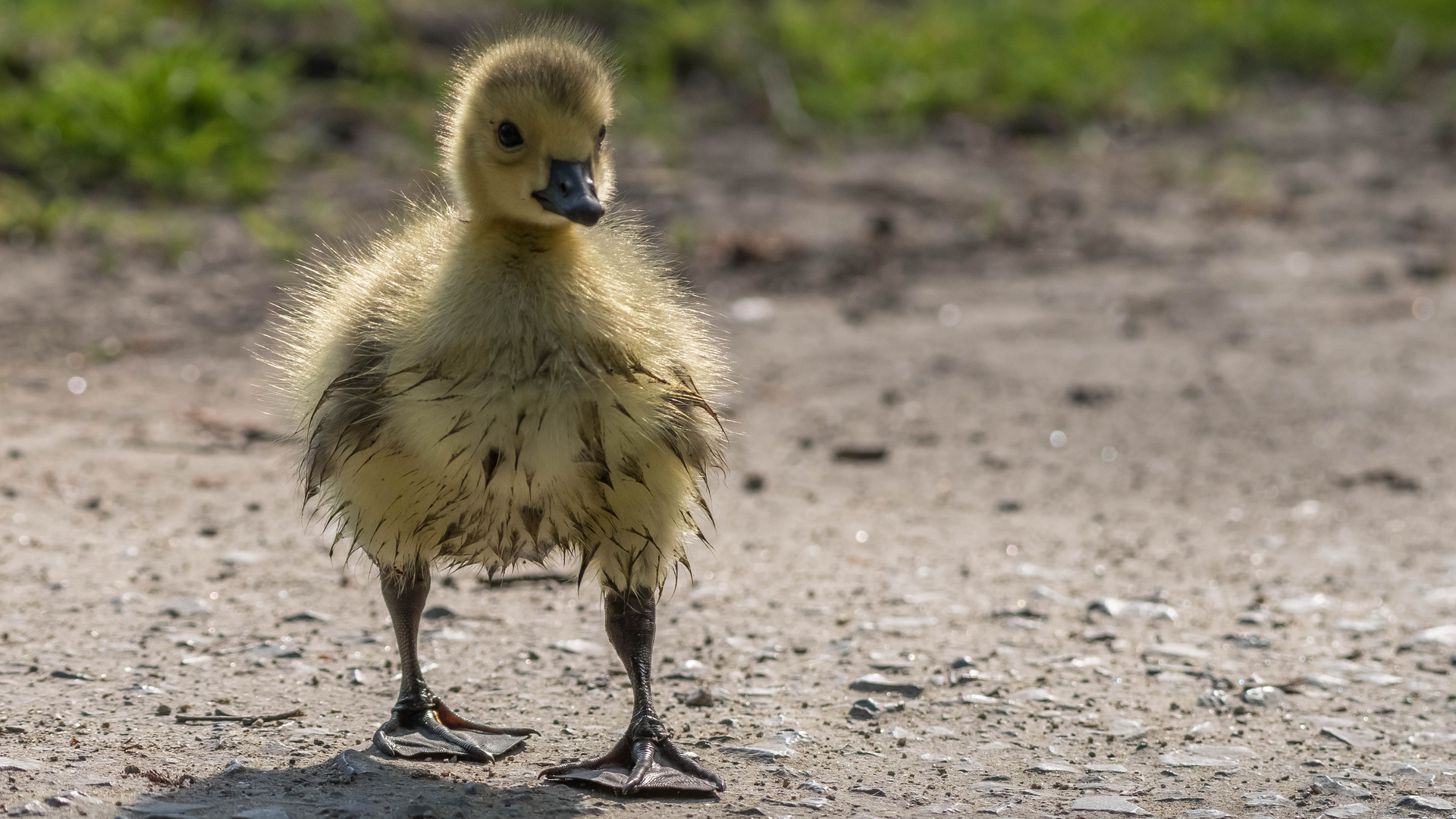 dieser kleine Dreckspatz ...