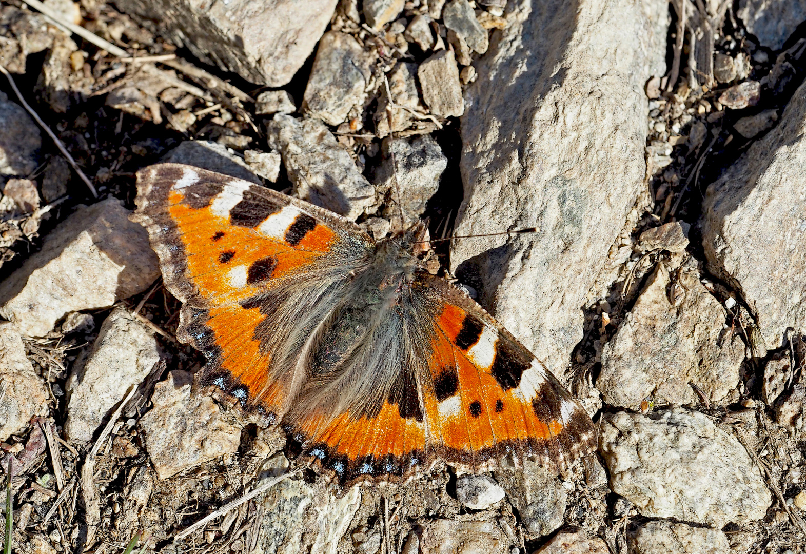 Dieser Kleine Fuchs (Aglais urticae) hat in einem Versteck überwintert.