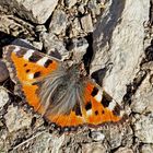 Dieser Kleine Fuchs (Aglais urticae) hat in einem Versteck überwintert.