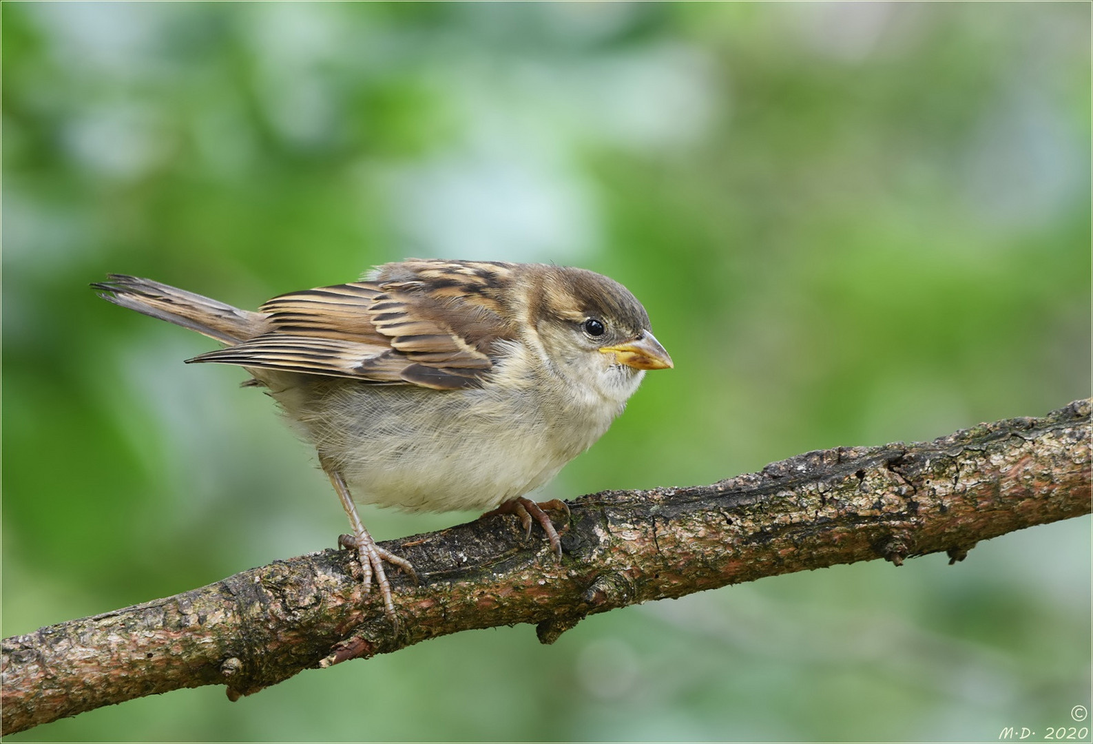 Dieser kleine Haussperling ...