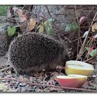 Dieser kleine Igel findet bei dem warmen "Winter" keinen Schlaf !