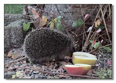 Dieser kleine Igel findet bei dem warmen "Winter" keinen Schlaf !