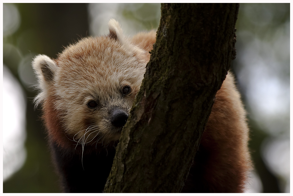 Dieser kleine Panda....