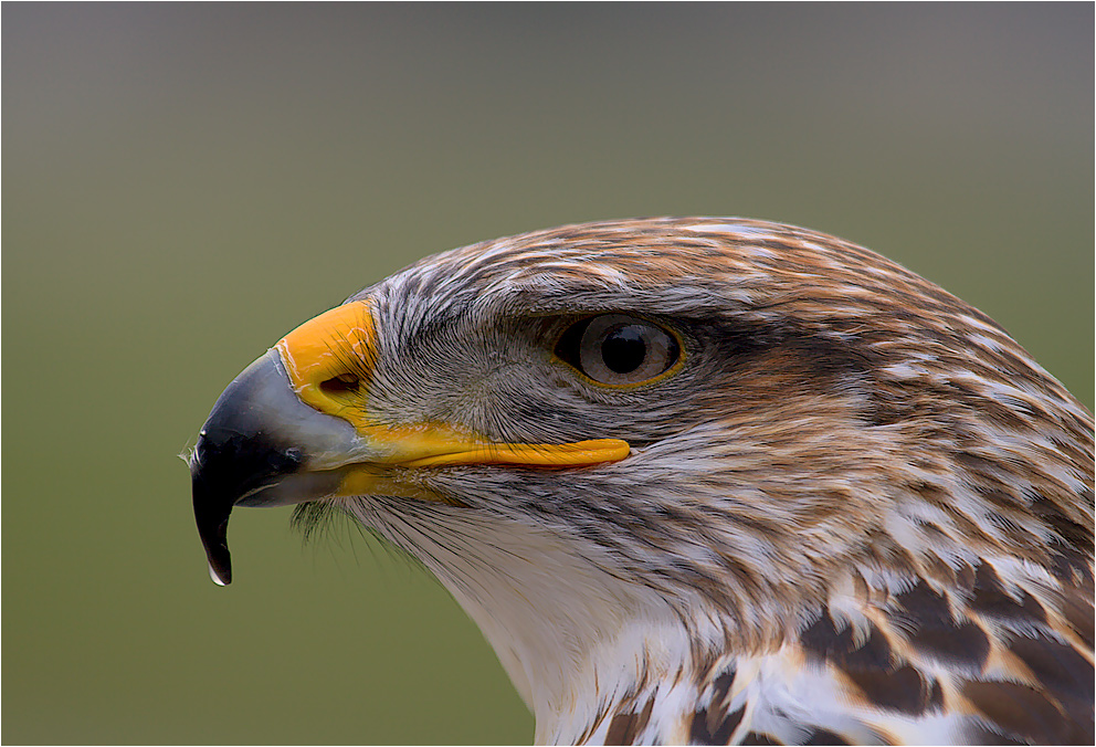 dieser Königsbussard...