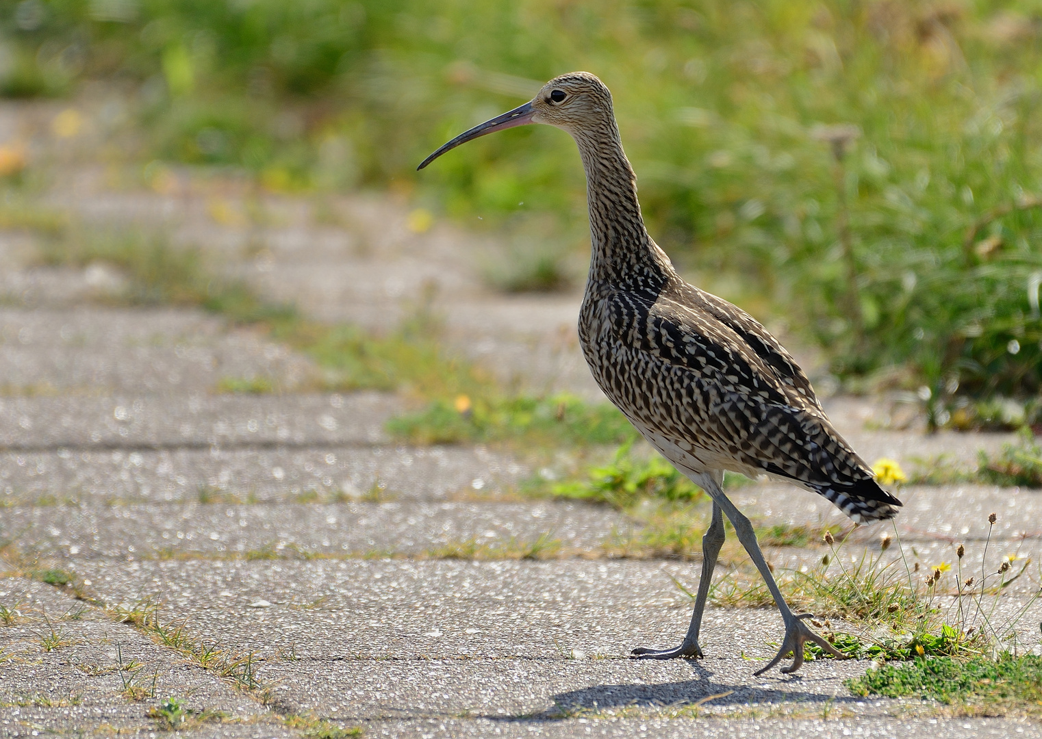 Dieser komische Vogel