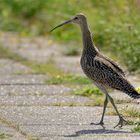 Dieser komische Vogel