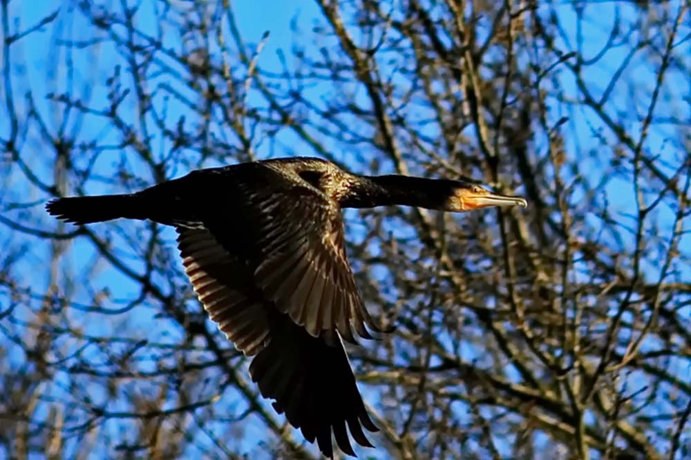 dieser Kormoran ...