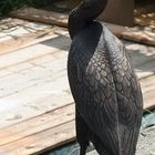 Dieser Kormoran