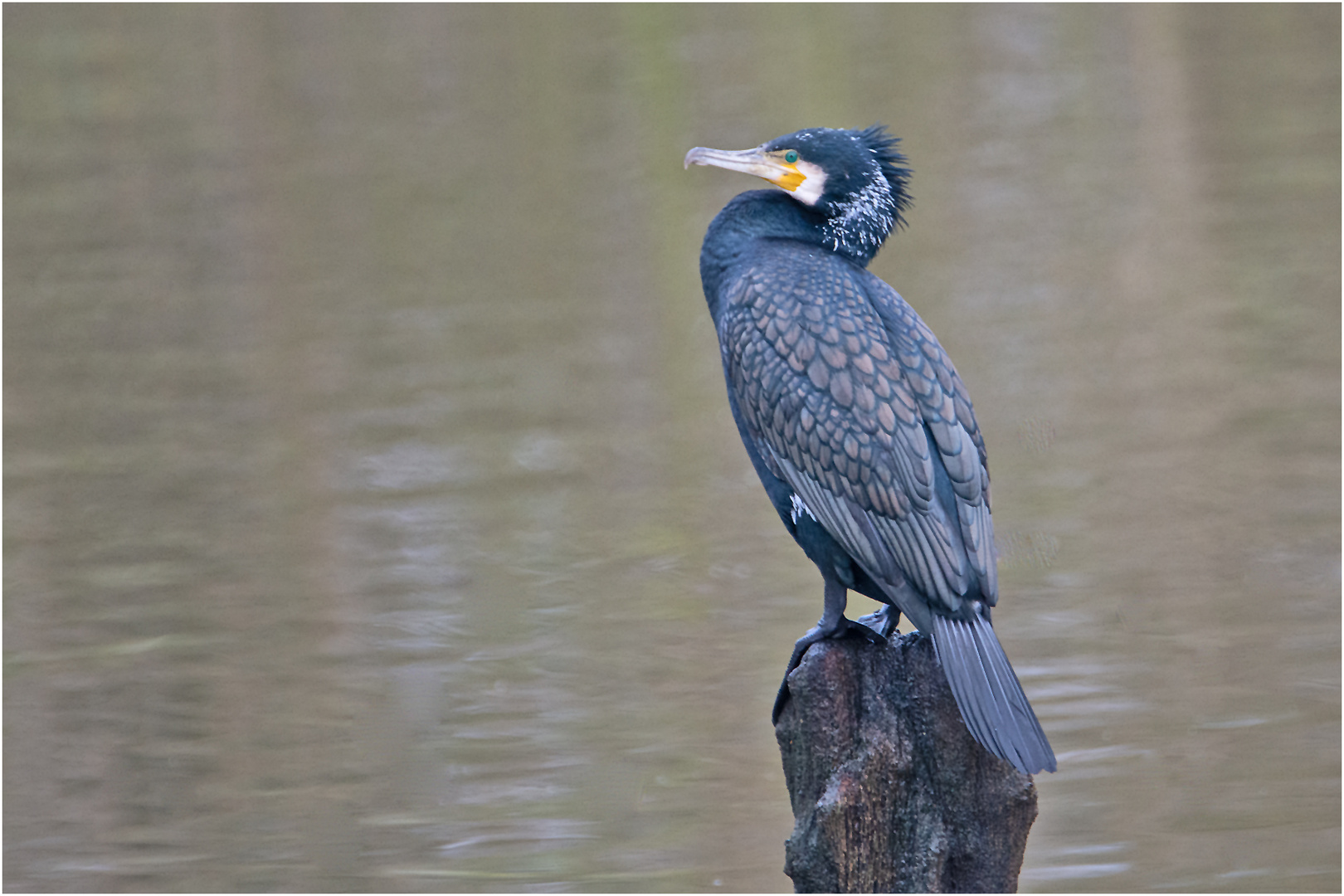 Dieser Kormoran zeigt die ersten Merkmale . . .