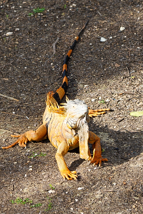 Dieser Leguan in der Karibik