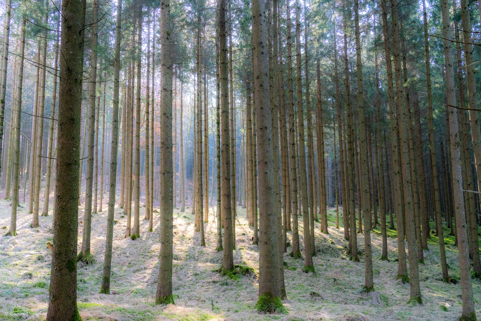 Dieser lichtdurchflutete Wald bei Burgwalden...