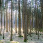 Dieser lichtdurchflutete Wald bei Burgwalden...