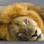 …dieser Löwe im Krüger Nationalpark...