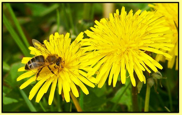 Dieser Löwenzahn hat Besuch .....