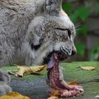 Dieser Luchs ließ sich vom Fotografieren nicht beim Fressen stören :-)