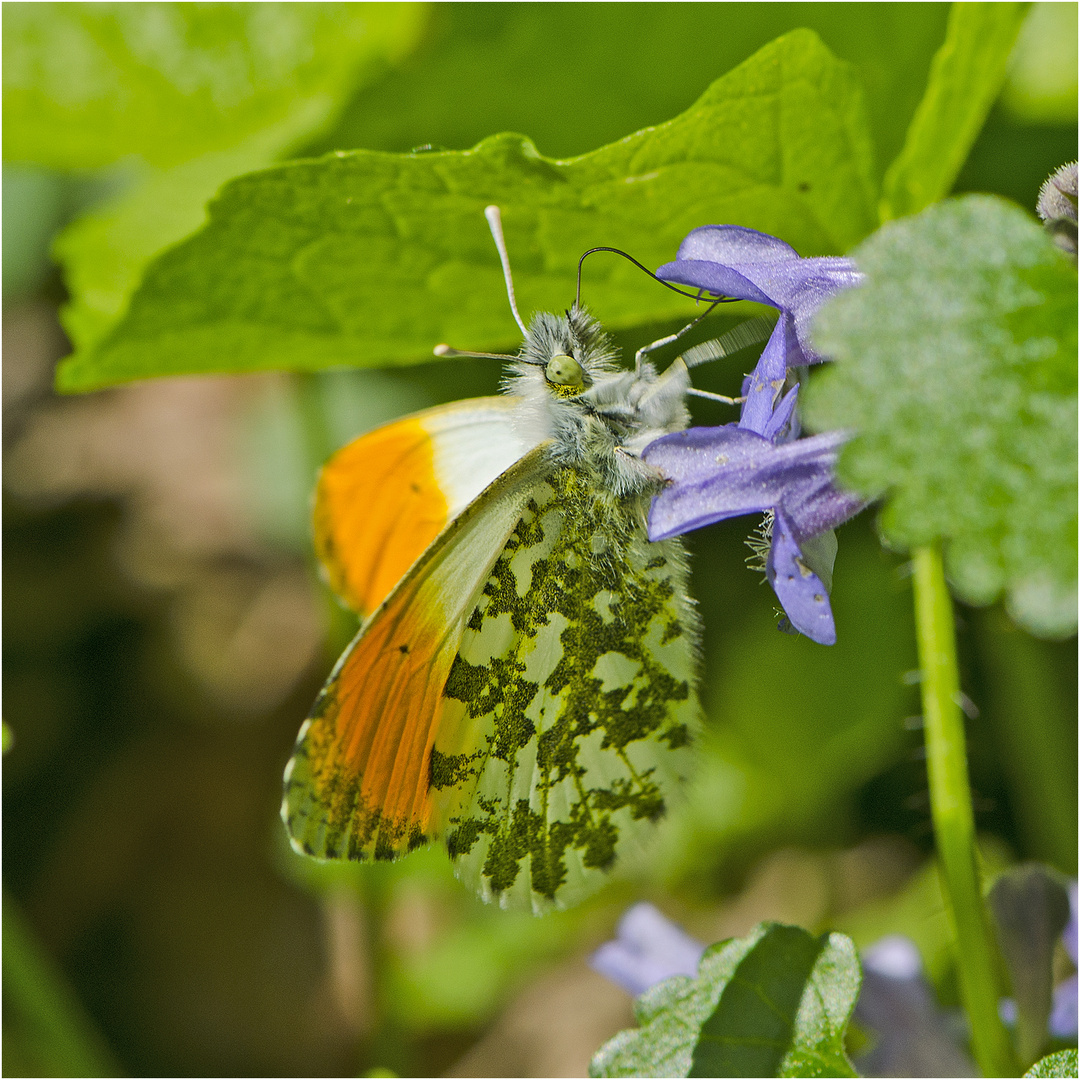 Dieser männliche Aurorafalter (Anthocharis cardamines) . . .