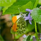 Dieser männliche Aurorafalter (Anthocharis cardamines) . . .